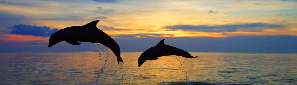 Dolphin Cruise Icon